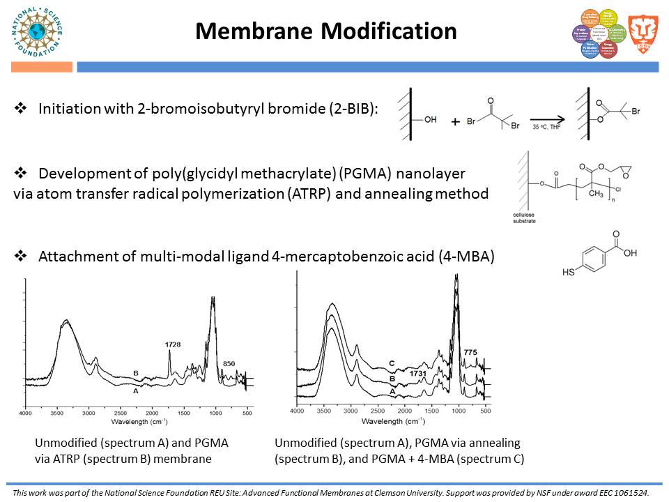 Membrane Modification (Multi-modal Chromatography)